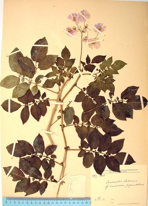 S. tuberosum chilotanum Lectotypus 1938